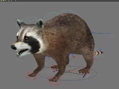 raccoon racoon animal rodent mammal coon forest animal 3D model