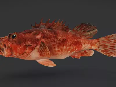 Izu Scorpionfish Animated 3D model