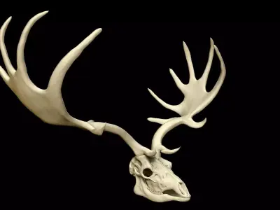 Megaloceros Giganteus or Irish Elk Skull Free low-poly 3D model
