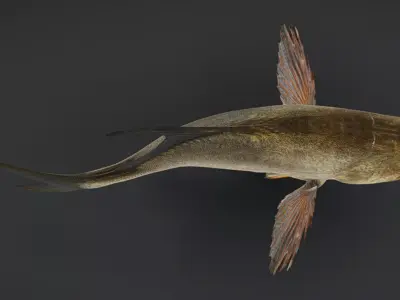 Realistic Pompano - Butterfish - Pomfret Animated 3D model