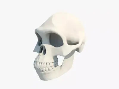 Skull Australopithecus Lucy 3D model
