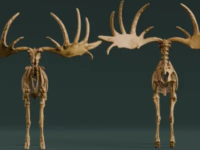 Realistic Mammals Fossil - Megaloceros Low-poly 3D model