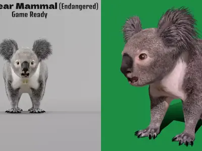 Koala Bear Mammal Free low-poly 3D model