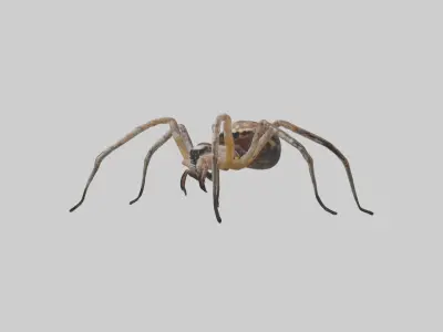 Orb-Weaver Spider Low-poly 3D model