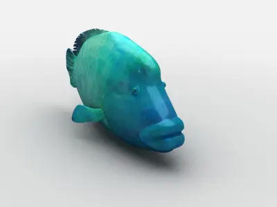  Humphead Wrasse Fish Low-poly 3D model