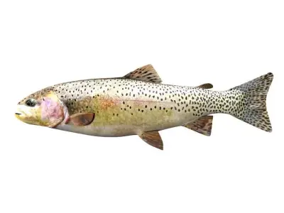 Brown Trout Fish Salmo Trutta 3D model