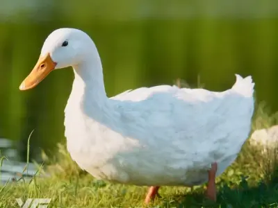 Duck Animated VFX Grace 3D model