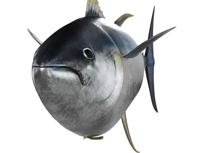 Tuna fish 3D model