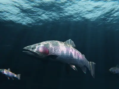 Trout RainBow - Freshwater Free low-poly 3D model