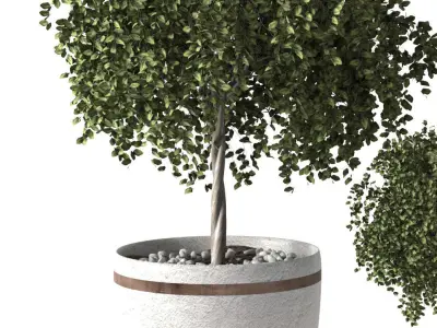 Greanplants two trees in pots Free 3D model