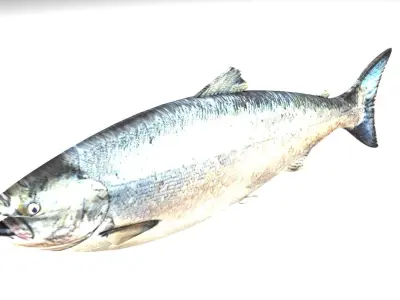 Animated and Rigged Swimming Salmon Fish 3D model