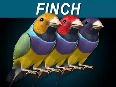 Finch - Wings Folded 3D model