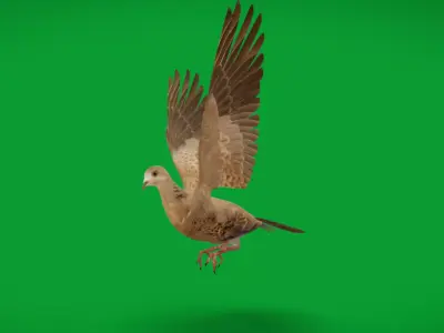 European Turtle Dove Bird Low-poly 3D model