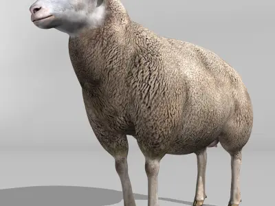 Sheep 3D model 3