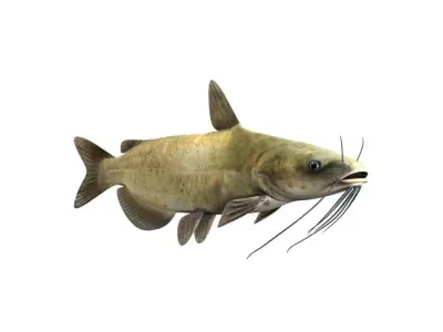 Catfish Fish 3D model