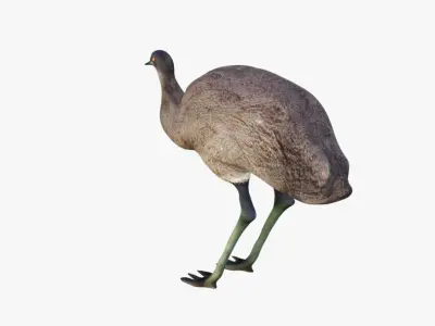 Emu Animal Free 3D model