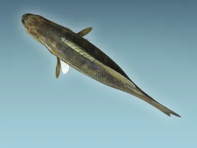 Mangrove Jack Fish 3D model