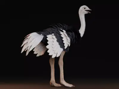 Realistic Animals Savannah - Ostrich Low-poly 3D model