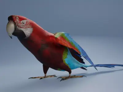 Parrot Animated Low-poly 3D model