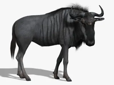 Wildebeest (FUR) (RIGGED) 3D model