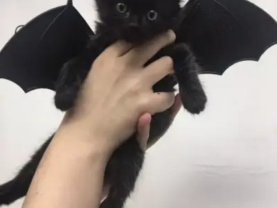 BatCat Wings 3D model