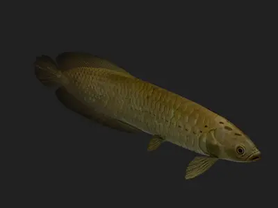 Bonytongue Low-poly 3D model