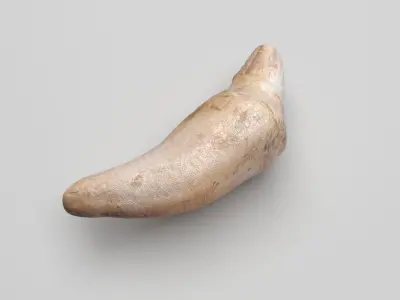 Dolphin Tooth 3D model