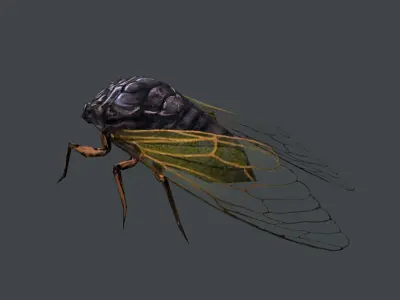 low poly animated cicada Low-poly 3D model