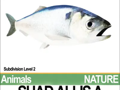 Allis Shad A 3D model