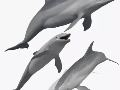 3D Animated Dolphin 3D model