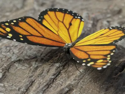 Monarch butterfly Low-poly 3D model