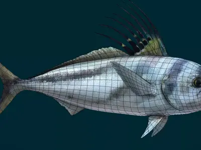 Roosterfish Animated 3D model