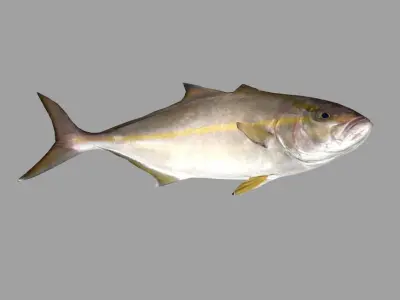 Amberjack Realistic Animated Low-poly 3D model