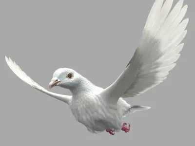 Dove - rigged - animated 3D model