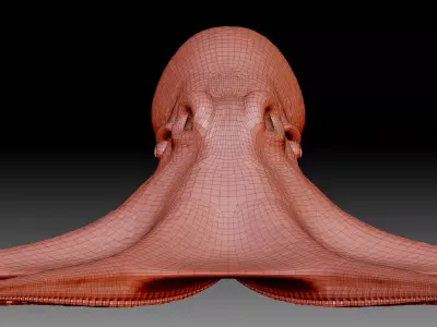 Octopus base mesh 3D model