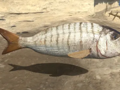 Mormyrus Photorealistic  sea fish Rigged Animated Low-poly 3D model