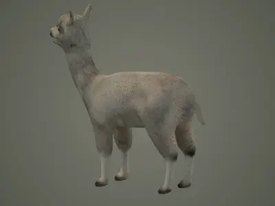 alpaca llama lama wildlife wool fur animals mammal 3D model