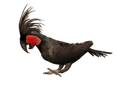 Black Palm Cockatoo Bird Low-poly 3D model