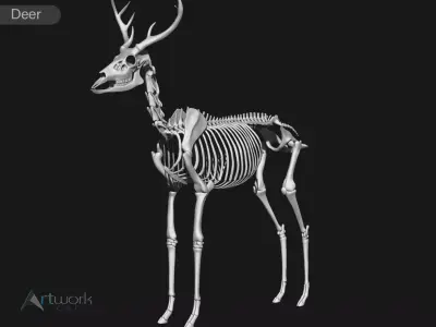  white-tailed deer skeleton 3D model