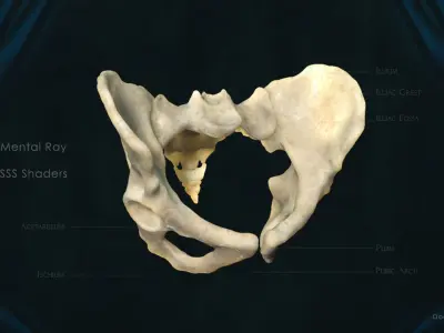 Pelvis 3D model