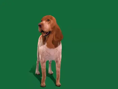 Bracco Italiano Dog Free low-poly 3D model
