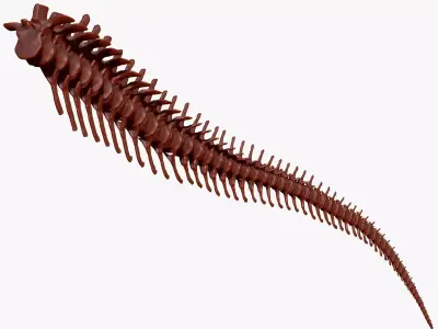 Dinosaur Spinosaurus Tail Skeletons Set 3D model