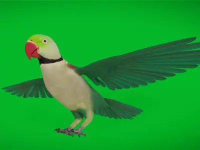Alexandrine Parakeet Bird Low-poly 3D model