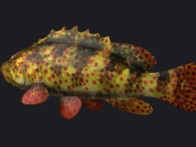 giant grouper fish low poly game fish bass coralgrouper 3D model