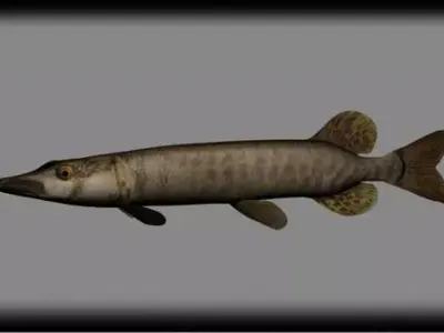 muskie fish 3D model