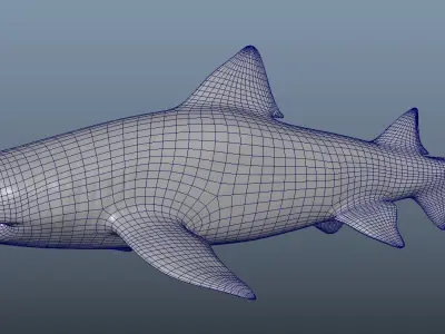 Realistic Tiger Shark Model 3D model