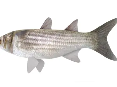 Fish Mullet 3D model