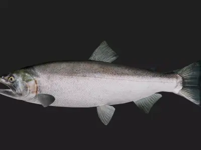 Salmon Low-poly 3D model