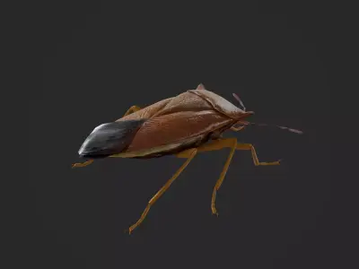 Stink Bug Coreus Marginatus  Low-poly 3D model