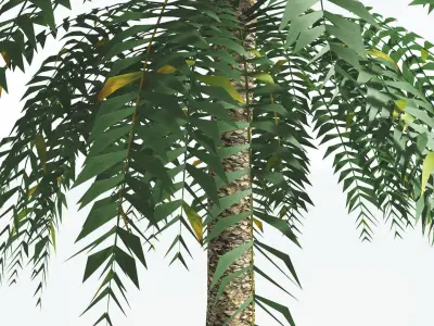 EVERYPlant Date Palm LowPoly 2 --16 Models-- Low-poly 3D model